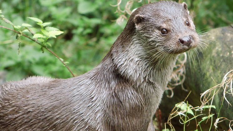 Otter, Woitendorfer Bach