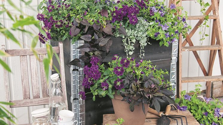 Sommarblommor i pallkrage o krukor Blå o lila