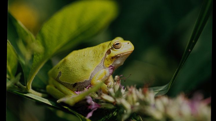 Hyla_arborea_JMergeay_02