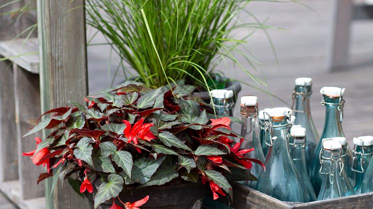 Begonia boliviensis Summerwings Boliviabegonia Foto @annikasnaturligating