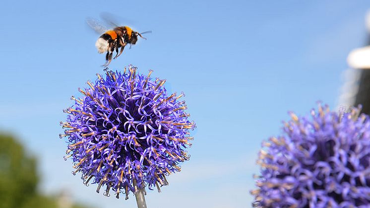Välkommen till ett blomstrande Hemsta