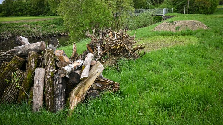 20240508_Mikrohabitat Breitenthal
