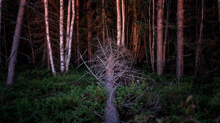 X60-X84 är en ny utställning om självmord av fotograf David Lundmark. Vernissage och boksläpp sker på Arbetets museum den 30 januari. 