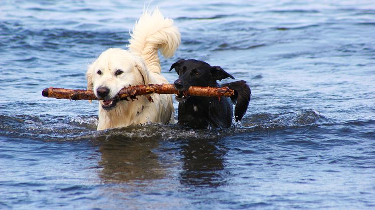 Svalka gärna hunden med ett bad, men se till så den inte dricker för mycket vatten. 