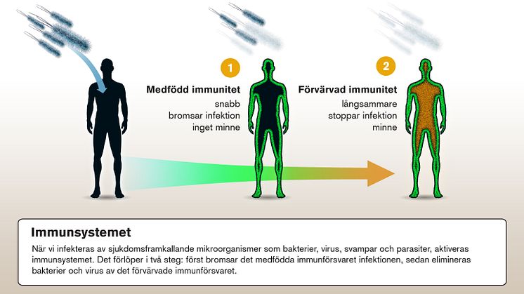 Copyright 2011 Nobelkommittén för fysiologi eller medicin, Illustration: Mattias Karlen
