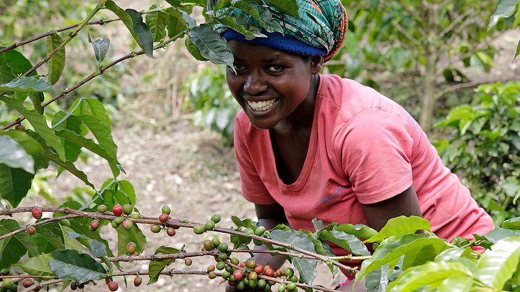 Kaffeepflückerin auf der Plantage