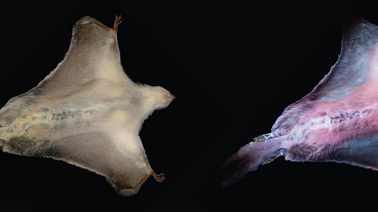 Flygekorre i vanligt ljus till vänster, ultraviolett ljus till höger. Rosa färg i ultraviolett ljus beror på en restprodukt som kroppen gör sig av med genom deponering i hår. Foto Séverine Toussaint.
