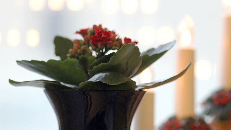 Kalanchoe - en av de sju som ger en fröjdefull jul
