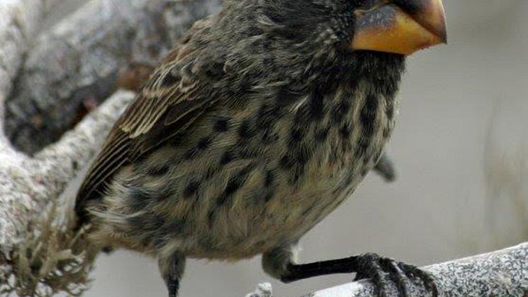 Figure 2. Close up of the large ground finch Geospiza magnirostris 