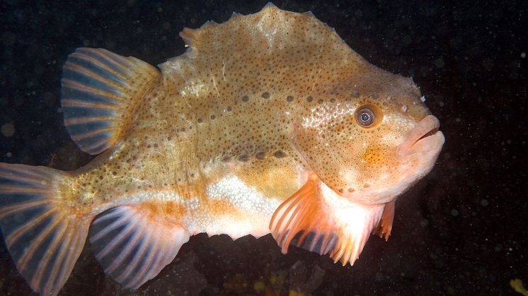 Rognkjeks (Foto: Erling Svensen)