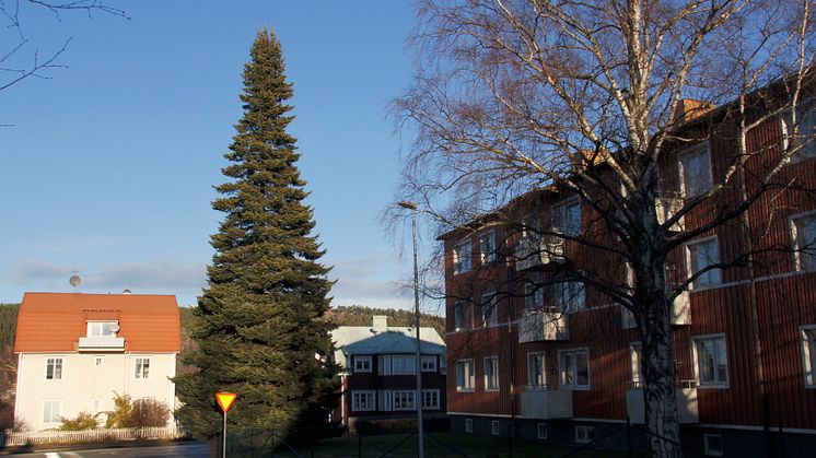 Bostadsrättsförening i Sundsvall skänker enorm julgran