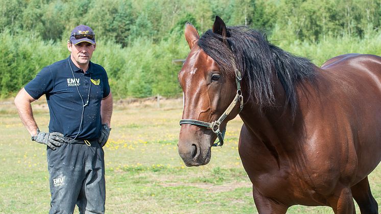 Campo Bahia kommer att dra sig till en hel del uppmärksamhet vid Jägersros hingstdag den 18 mars. Foto: TR BILD