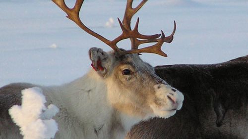 Tomtens Renar besöker Nordstan imorgon 21/12