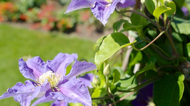 Klematis