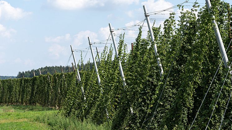 Die Hopfenpflanzen in der Hallertau sollen ein Dach aus PV-Röhren bekommen. Die Bayernwerk Netz stellt die Verknüpfung ins Stromnetz bereit.