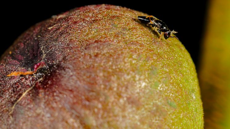 Stekelhonan Tetrapus americanus pollinerar Ficus maxima. Foto: Christian Ziegler www.christianziegler.photography