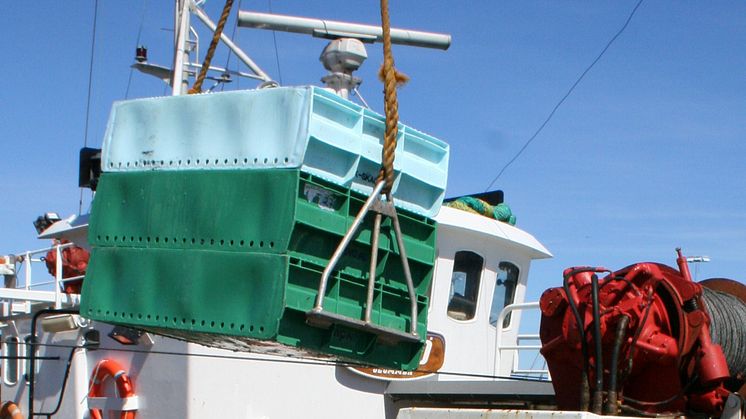 EU:s fiskekvoter för Östersjön klara – ökat fiske av sill tillåts