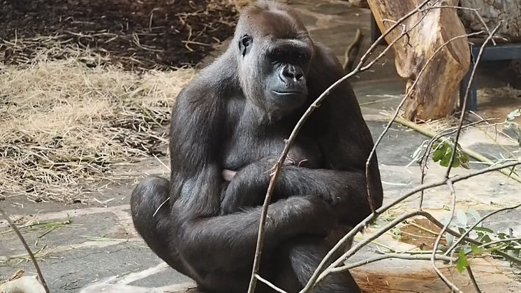 Kiburi med sin nya unge