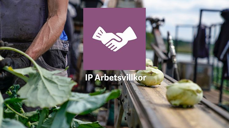 Säsong 2020 ska SydGrönts odlare vara certifierade med IP Arbetsvillkor