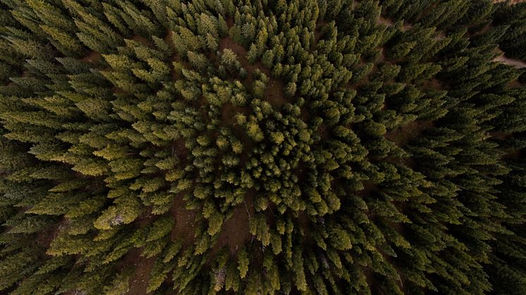ELMIA WOOD 2022 PRESS INVITATION Tomorrow’s innovative and sustainable forestry