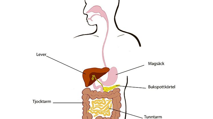 GI-system med ord