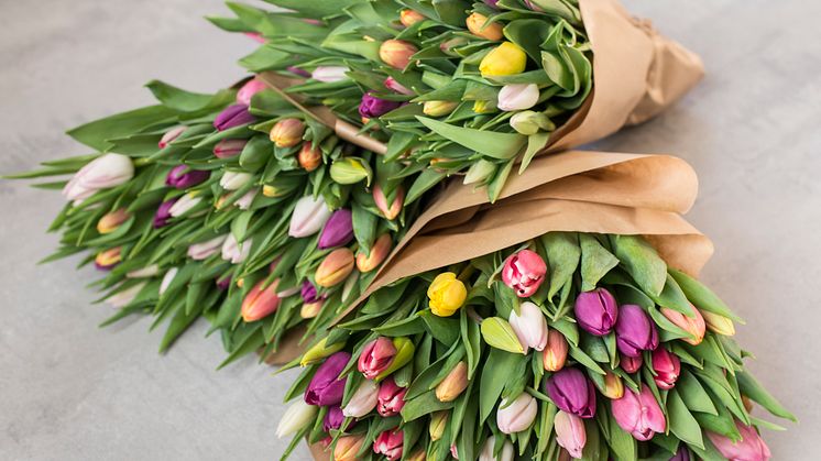 Tulipaner miks_DSC9196