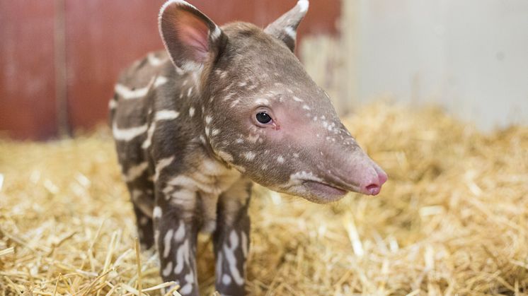 Tapir född på Kolmården