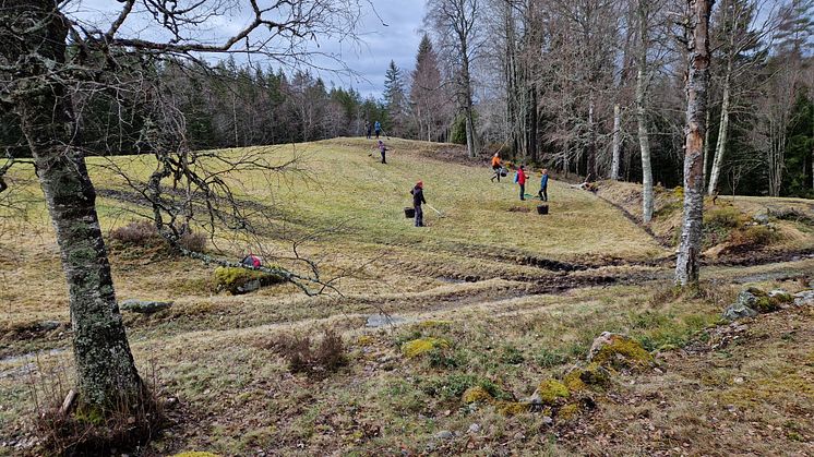 Ängen vid Hyttebacken_Anki Rauseus