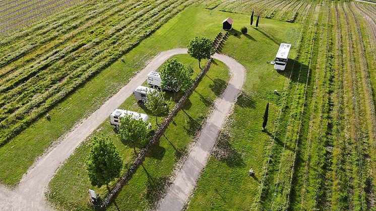Camping i de tyske vinmerker © Weingut Gehring Nierstein