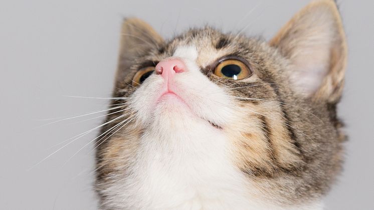Kattunge som tittar upp