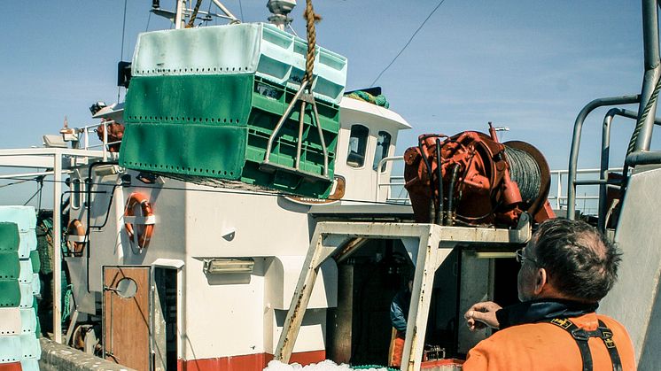 Nya regler för svenskt fiske vid årsskiftet - "Målet är att minska utkast och få ett mer selektivt fiske"