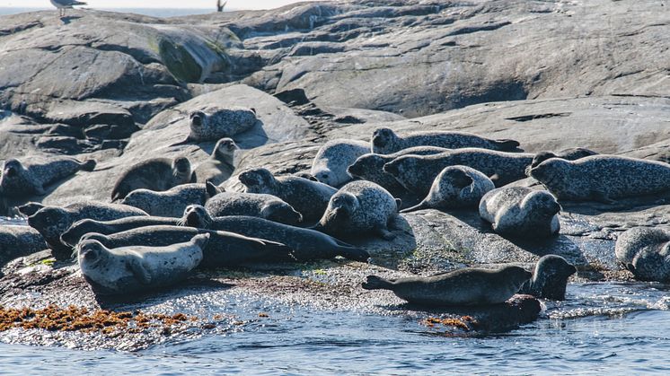 Klimatförändringar, övergödning och fiske är ett större hot mot östersjötorsk, sill och skarpsill än fiskätande sälar. Foto: Jan Kansanen/Mostphotos.