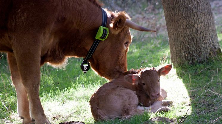 Med hjälp av digital teknik finns stora vinster att hämta när det gäller tillsyn och märkning av djuren samt djurhälsa. Foto: Digitanimal