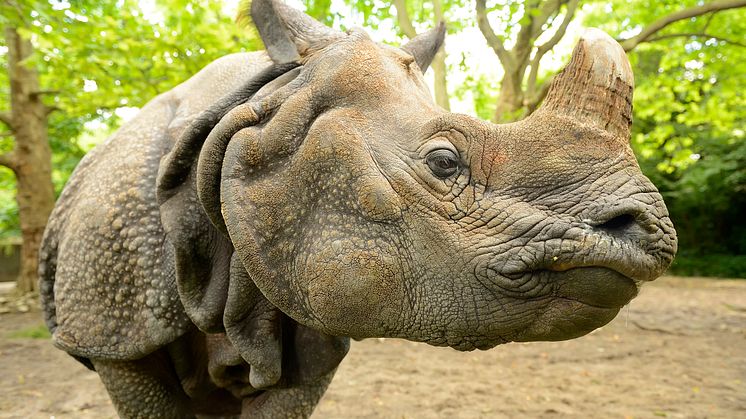 Indisches Panzernashorn