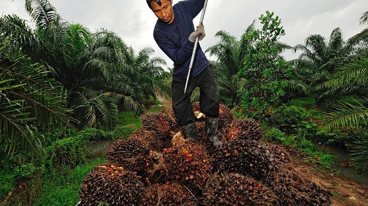 Palm Oil
