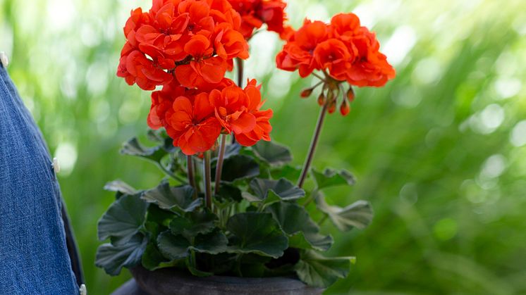 Årets Pelargon 2023 Pelargonium Moonlight Guido Foto annikasnaturligating (7)