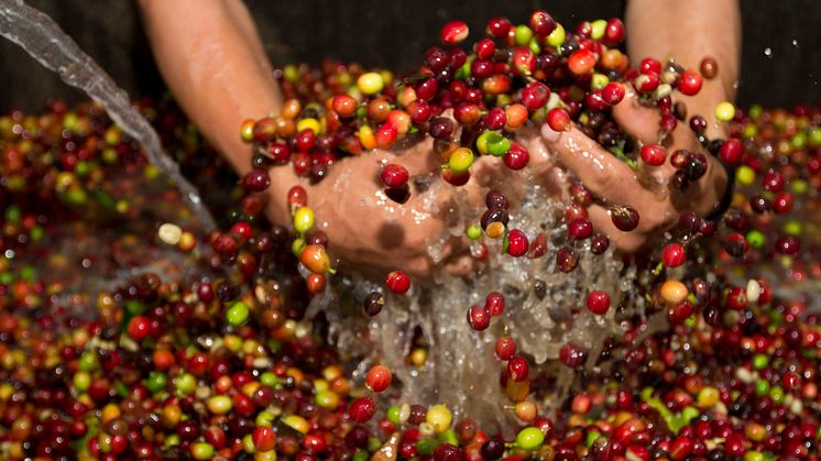 Coffee Beans