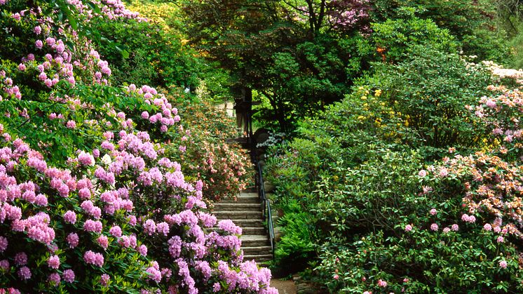 Rhododendron