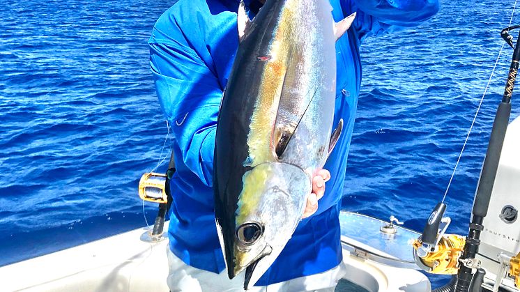 Hi-res image - ACR Electronics - Used by saltwater angler and television host George Poveromo, the ACR OLAS Guardian is a wireless engine kill switch and man overboard alarm system