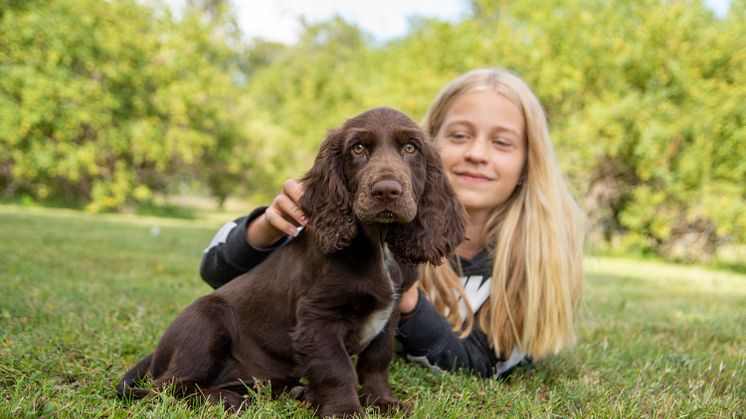 Field spanielvalpen Pärla. Foto: Måns Engelbrektsson