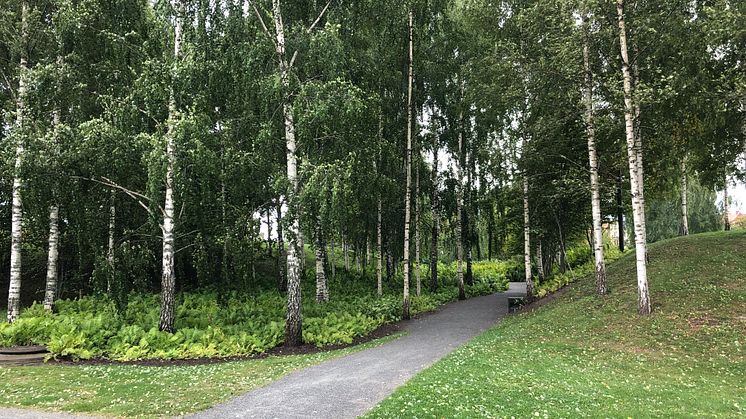 Några av träden som det ska gallras bland är björkarna vid ingången till ormbunksdalen.