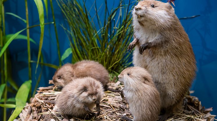 Die Tierwelt Brandenburgs im Naturkundemuseum entdecken