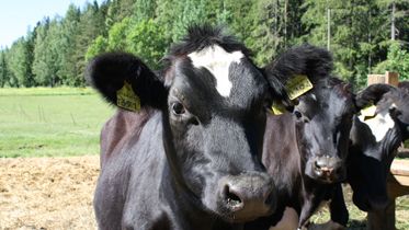 Valmistautumista viestinnän vastuuseen Arla Ingmanilla