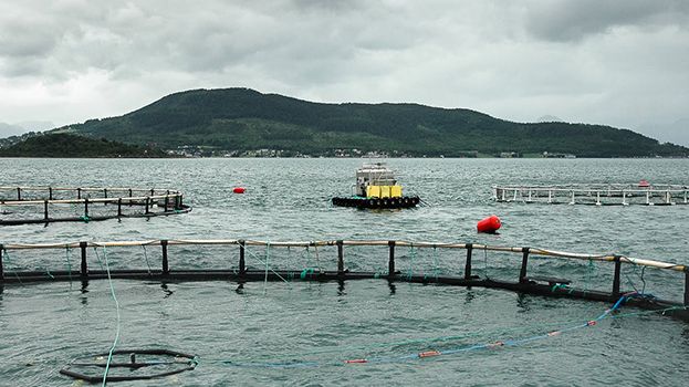 KRAV-märkt laxodling är bättre för miljön och fisken. Foto: Debio