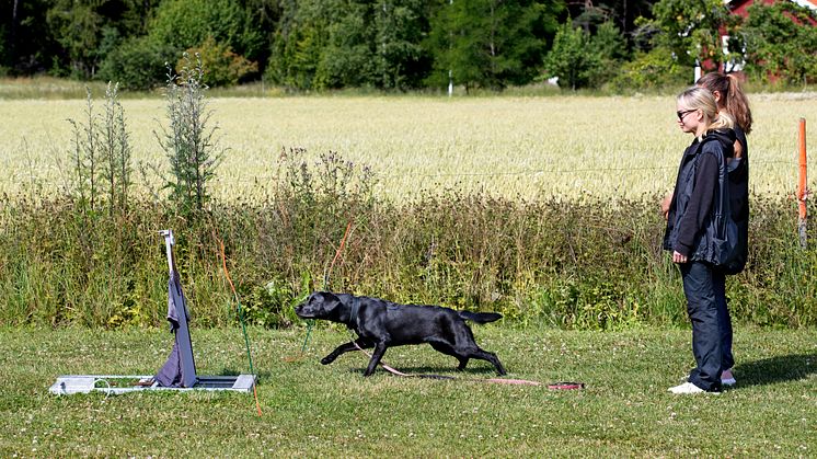 En labrador retriever i BPH-momentet Överraskning. Foto: Åsa Lindholm