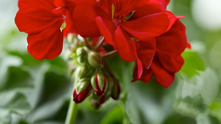 Kärlekspelargon Calliope 'Dark red'