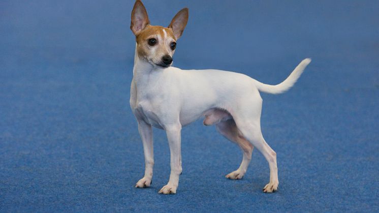 American toy terrier – ny ras 2016
