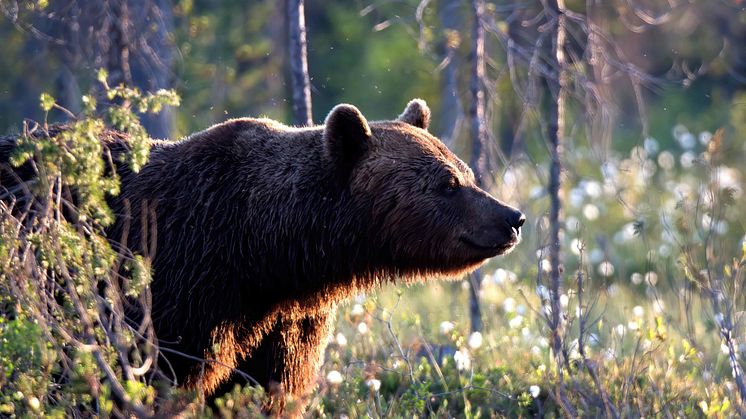 Skandinavisk brunbjörn