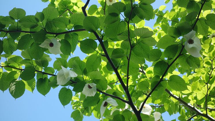 Näsduksträdet vid Olskroksgatan 14 i full blom!