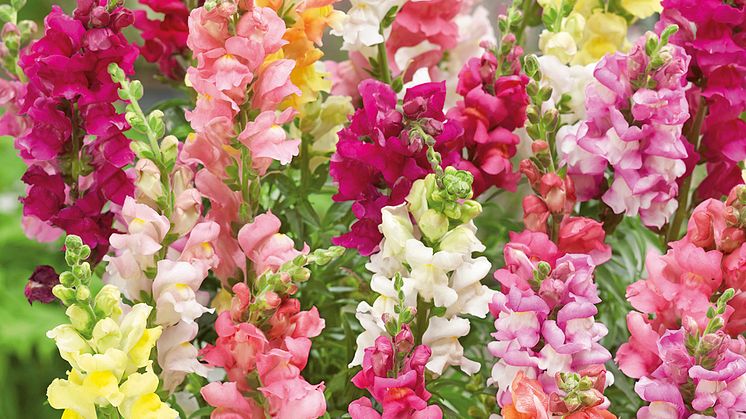 BL_Lejongap-Rainbow-Mix_327676
